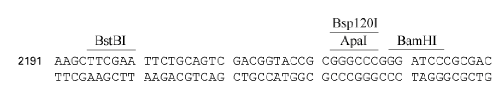pLVX-DD-tdTomato Reporter 多克隆位点 点击看大图 pLVX-DD-tdTomato Reporter 多克隆位点